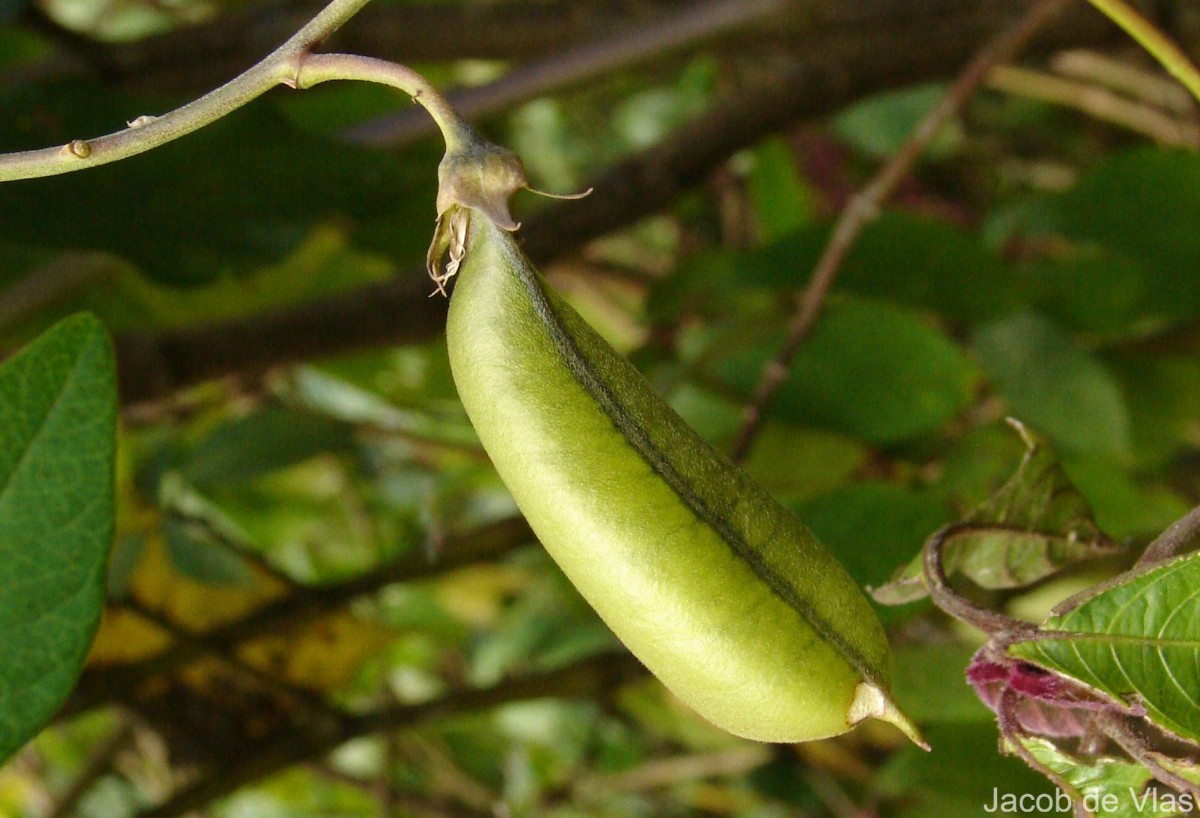 Crotalaria walkeri Arn.